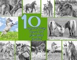 Loving Horses Sampler pack PDF