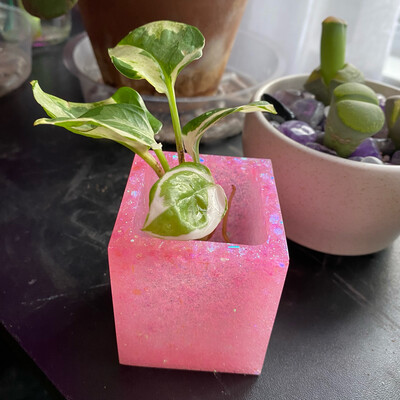 Pink Propagation Jar