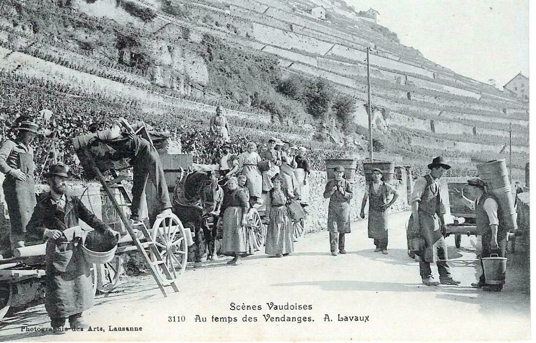 Au temps des Vendanges à Lavaux - Scènes Vaudoises
