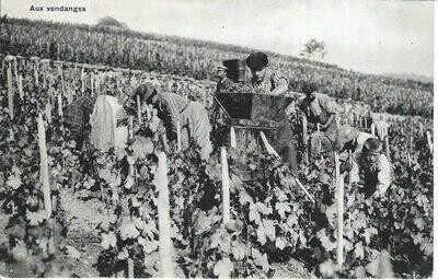 Aux vendanges - Lavaux