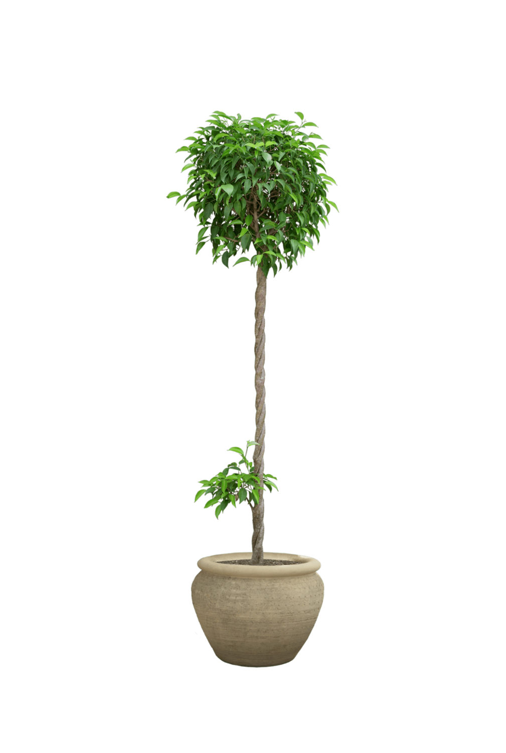 E-commerce Product Image