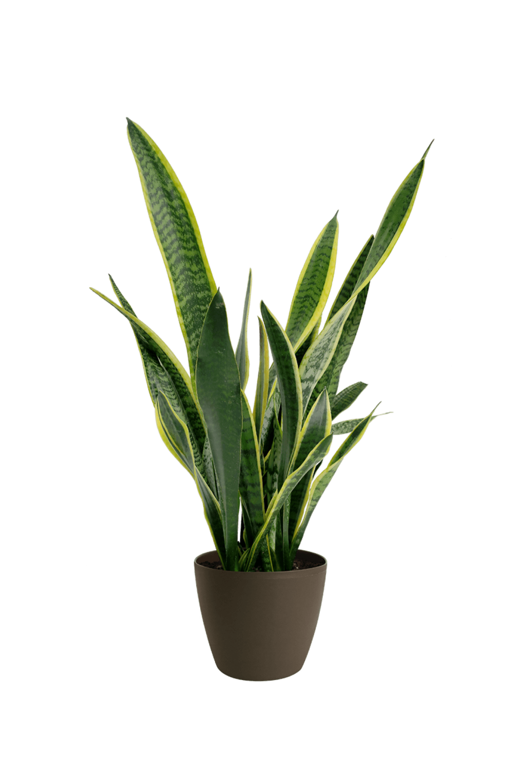 E-commerce Product Image