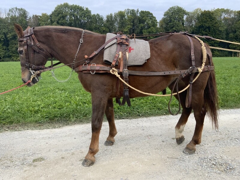 Beschirrung