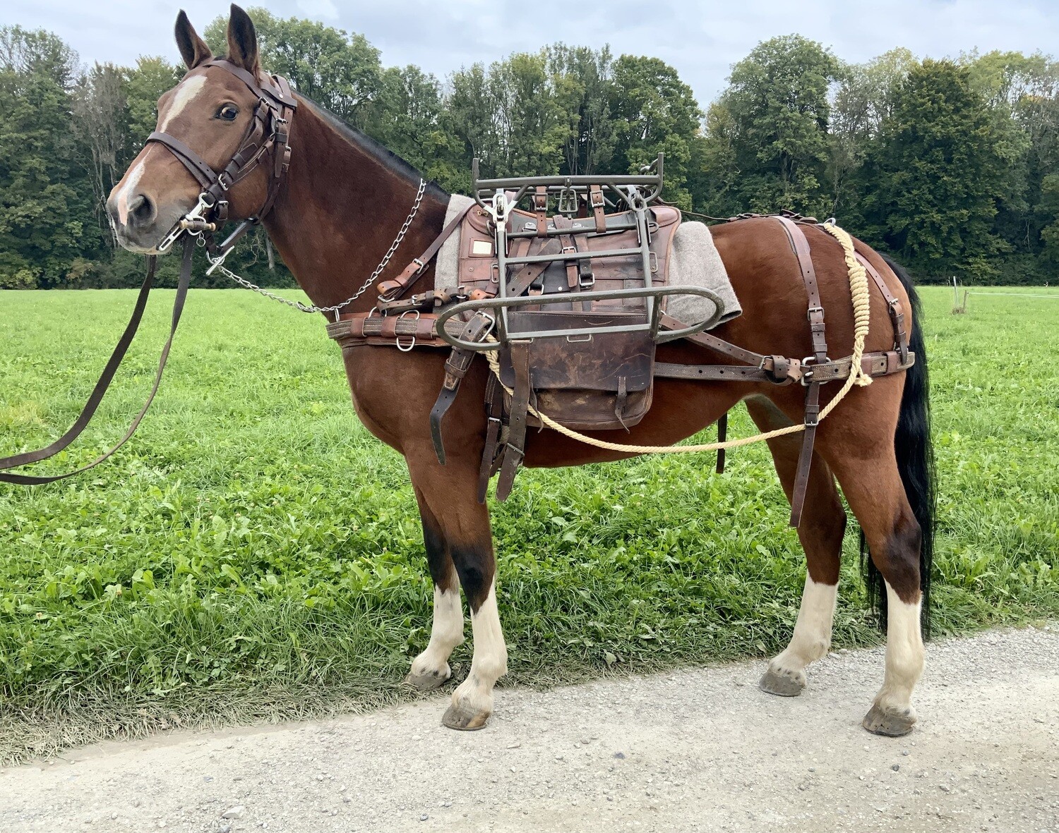 Militär Bastsattel 71, Tragsattel Schweizer Armee