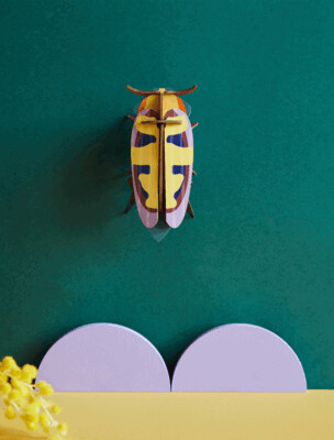 Studio Roof, Mango Flower Beetle