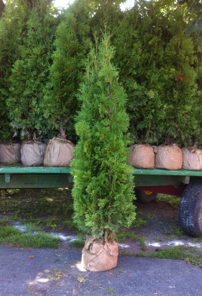5-6 Foot Pyramidal Arborvitaes 5-6 Foot Pyramidal Arborvitaes