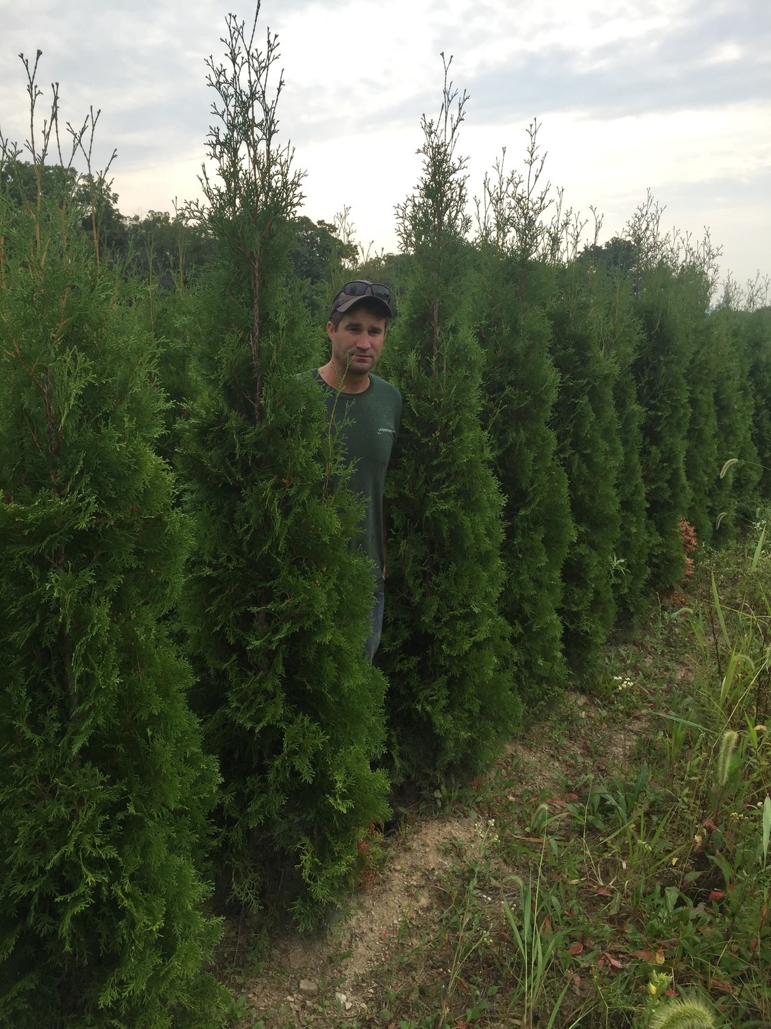 6-7 Foot Pyramidals Arborvitae 6-7 Foot Pyramidals Arborvitae