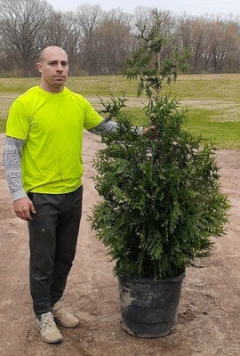 4 - 5 Foot Green Giant Arborvitaes 4 - 5 Foot Green Giant Arborvitaes