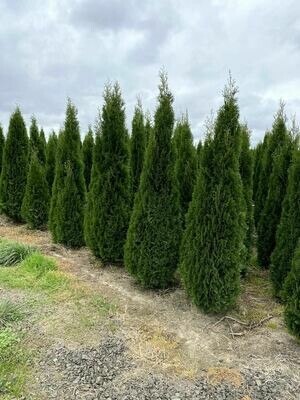 4 - 5 Foot American Pillar / Spring Meadows 4 - 5 Foot American Pillar / Spring Meadows