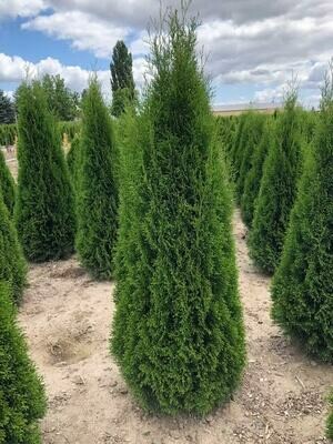 4 - 5 FT Emerald Green Arborvitae 4 - 5 FT Emerald Green Arborvitae