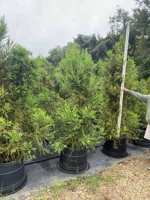 6 - 7 foot Cryptommeria Arborvitae 6 - 7 foot Cryptommeria Arborvitae
