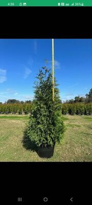 6 - 7 Foot Green Giant 30 gallon 6 - 7 Foot Green Giant 30 gallon