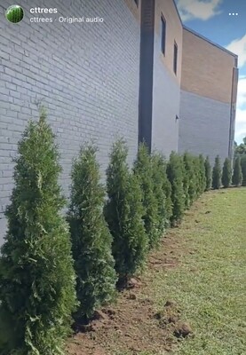 4 - 5 Foot Green Giant Arborvitaes