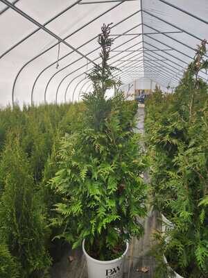 4 - 5 Foot Green Giant Arborvitaes 4 - 5 Foot Green Giant Arborvitaes
