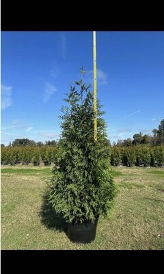 9 - 10 Foot Green Giant Arborvitae 9 - 10 Foot Green Giant Arborvitae