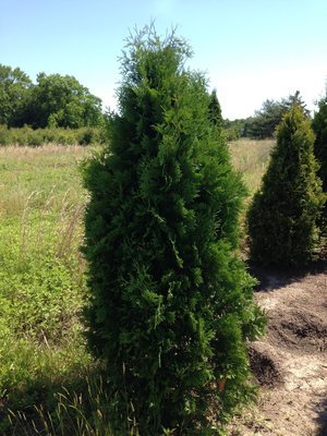 5 - 6 Foot Dark Green American Arborvitaes 5 - 6 Foot Dark Green American Arborvitaes