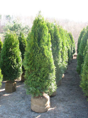 5' - 6' Foot Emerald Green Arborvitaes 5' - 6' Foot Emerald Green Arborvitaes