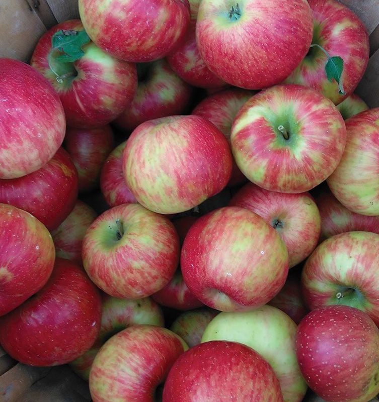 Honeycrisp Box