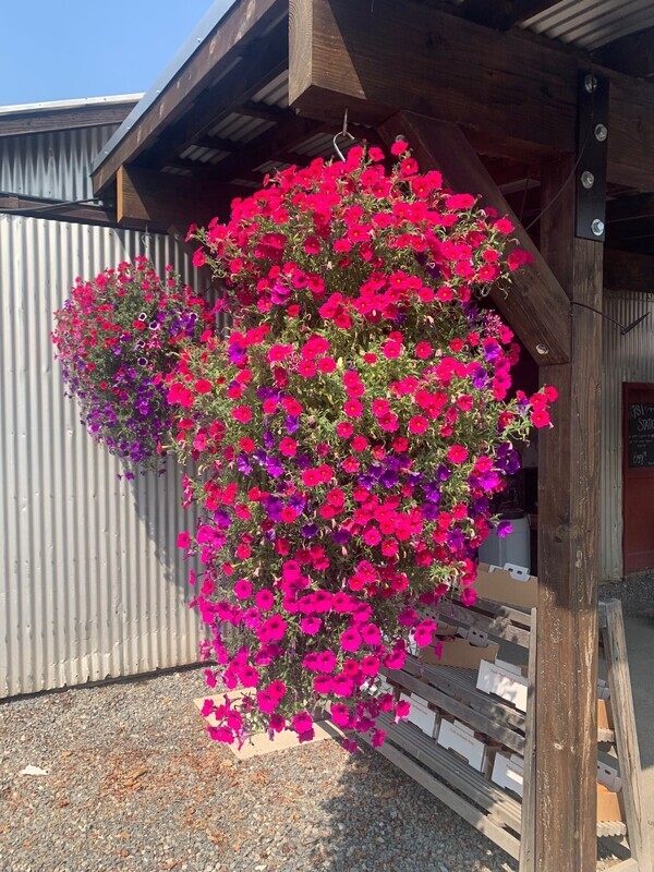 Hanging Flower Baskets
