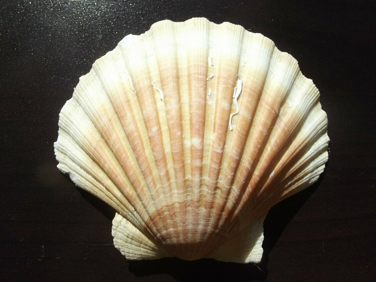 Coquille Saint Jacques