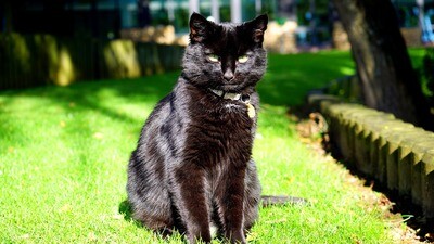 Sorcière, Merlin et animaux