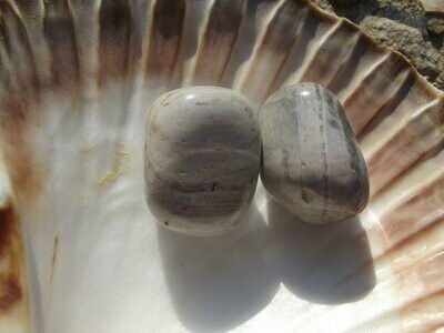 Bois fossile en pierre roulée