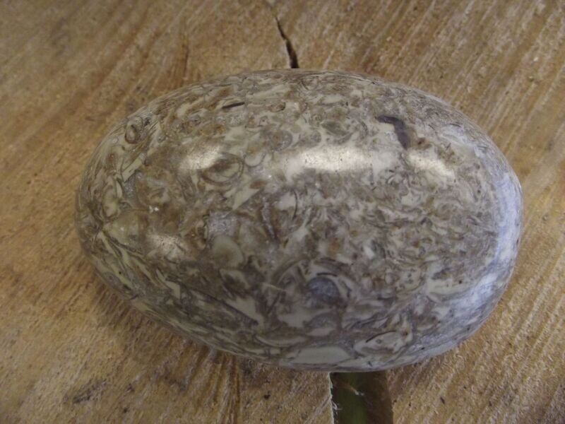 Galet de jaspe à coquillages