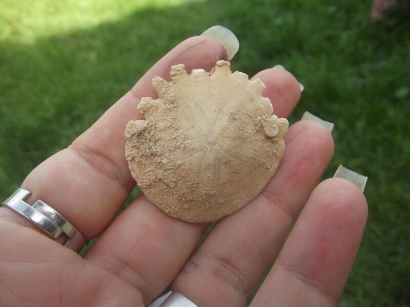 Oursin fossile de Mauritanie