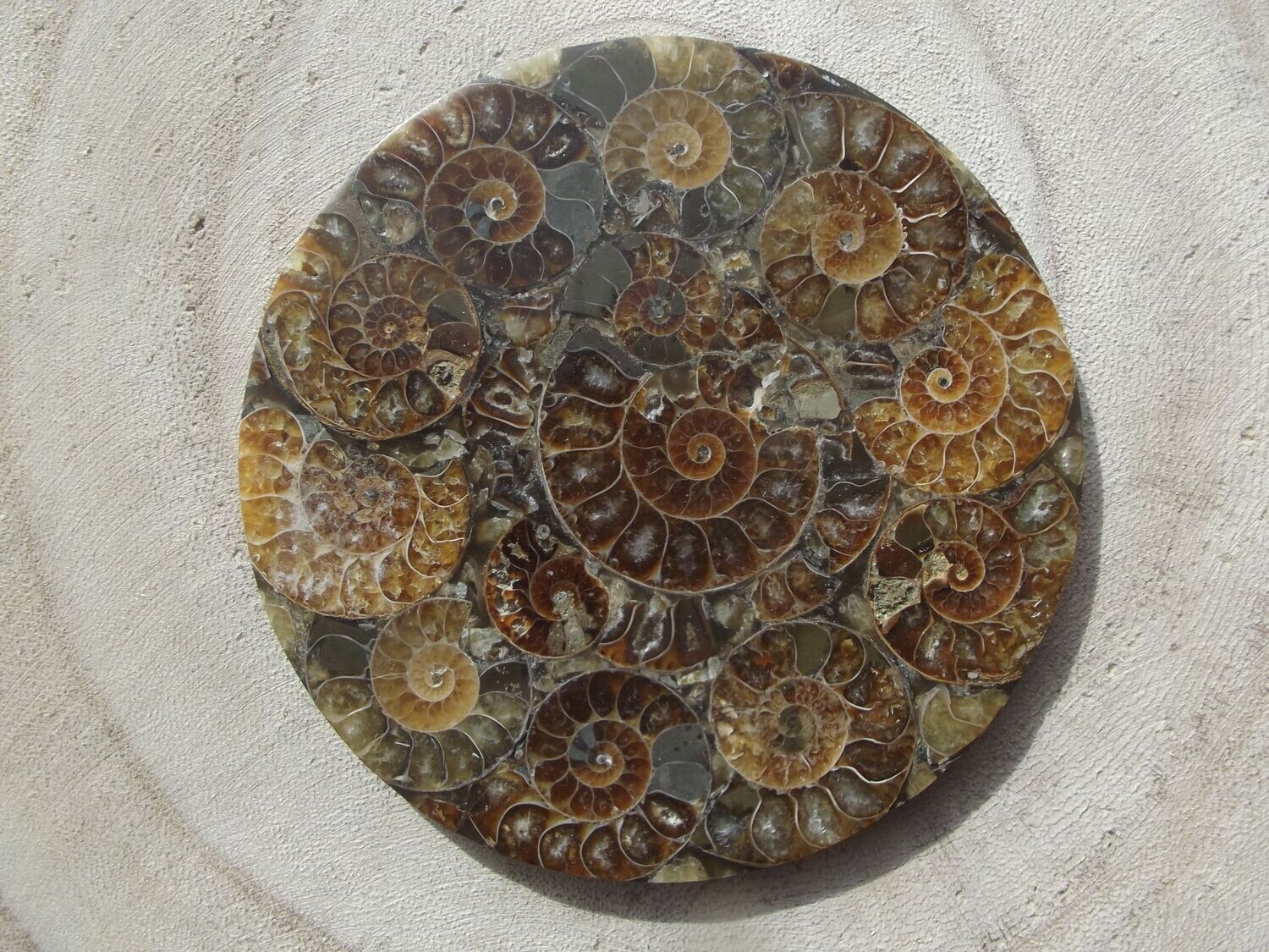 Plateau en ammonites de Madagascar
