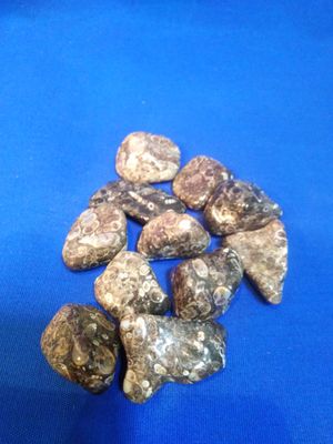 Agate à turritelles en pierre roulée