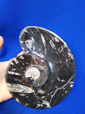 Orthoceras et ammonite