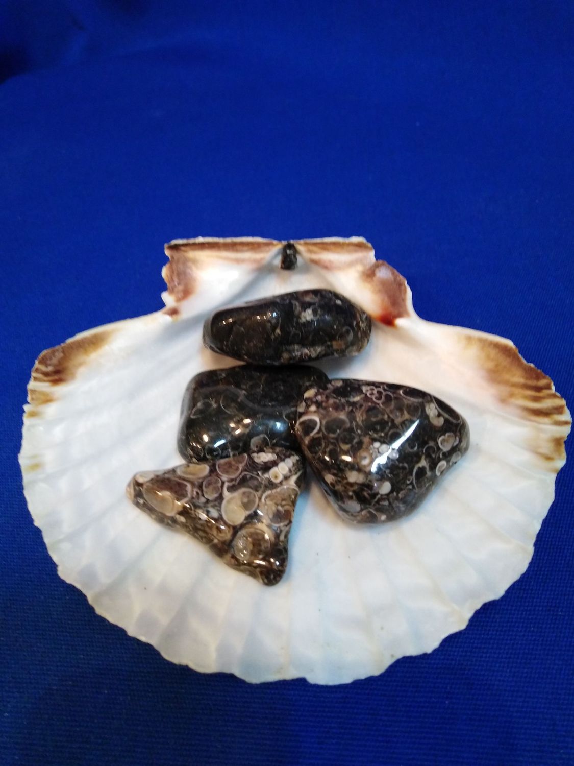 Agate à turritelles en pierre roulée