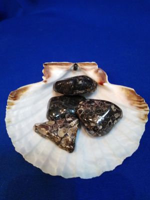 Agate à turritelles en pierre roulée
