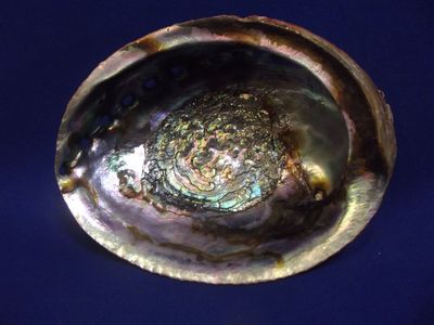 Grande coquille d'ormeau