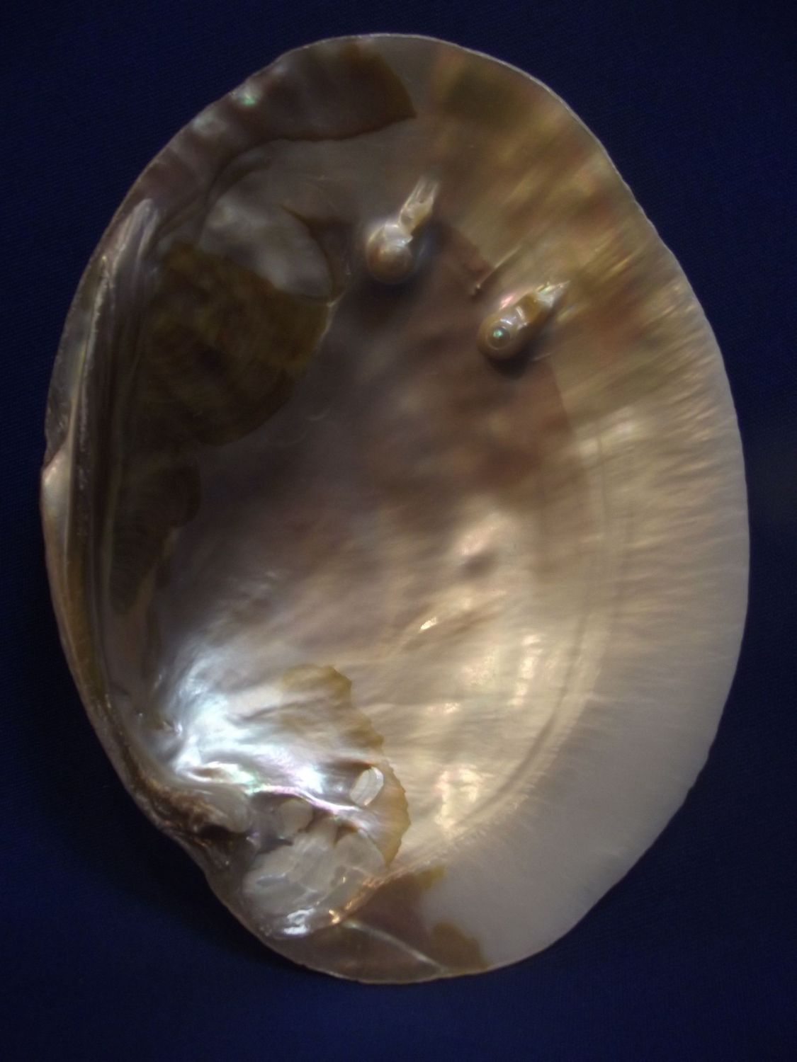 Coquille d'huître perlière
