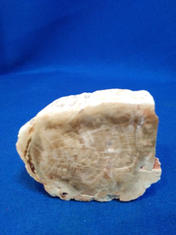 Morceau de bois fossile 1