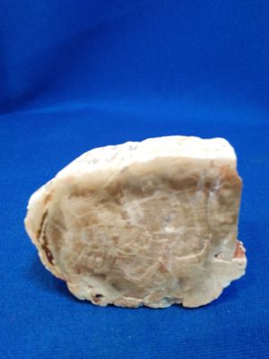Morceau de bois fossile 1