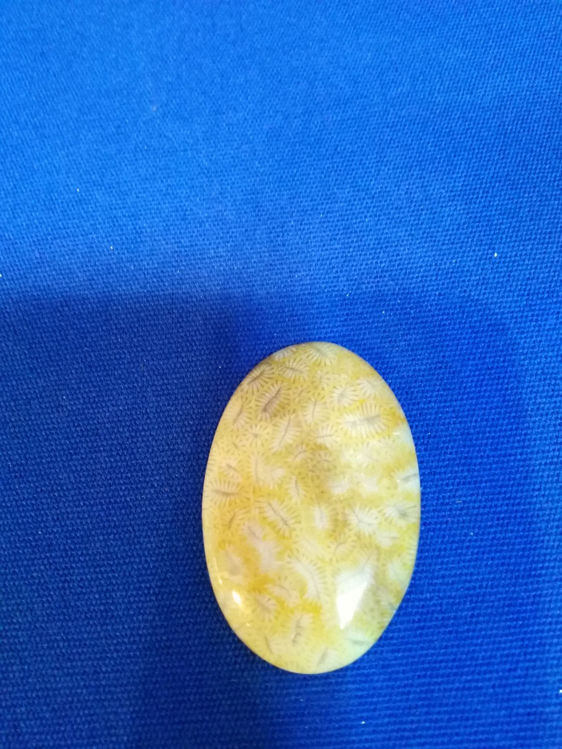 Cabochon de corail fossile