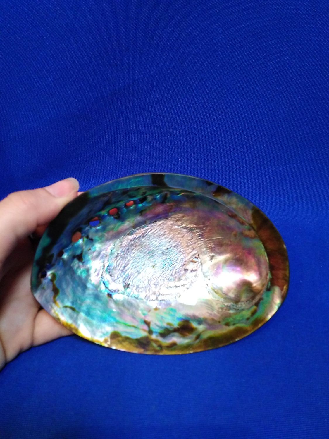 Petite coquille d'ormeau