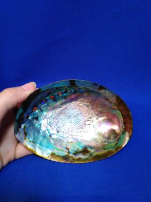 Petite coquille d'ormeau