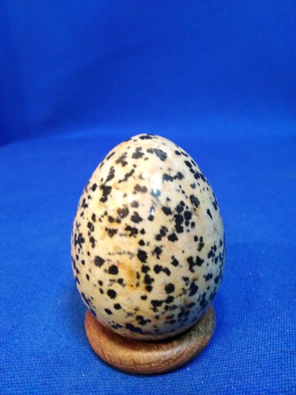 Oeuf de jaspe dalmatien