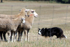 Herding Tests and Trials