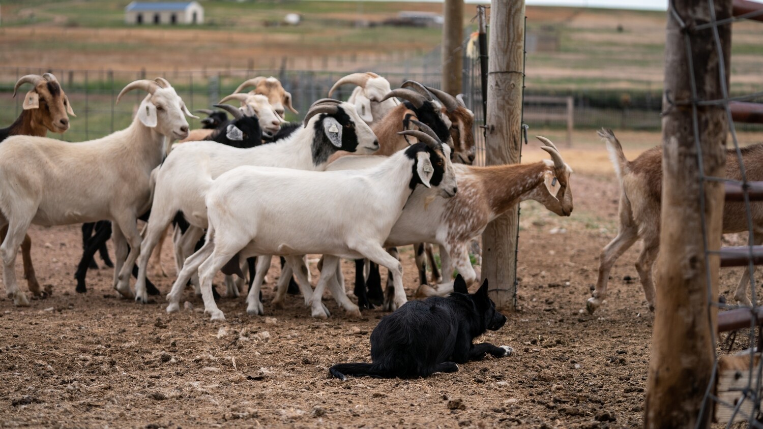 RTN 2025 Summer Herding Symposium - July 7 - 11, 2025