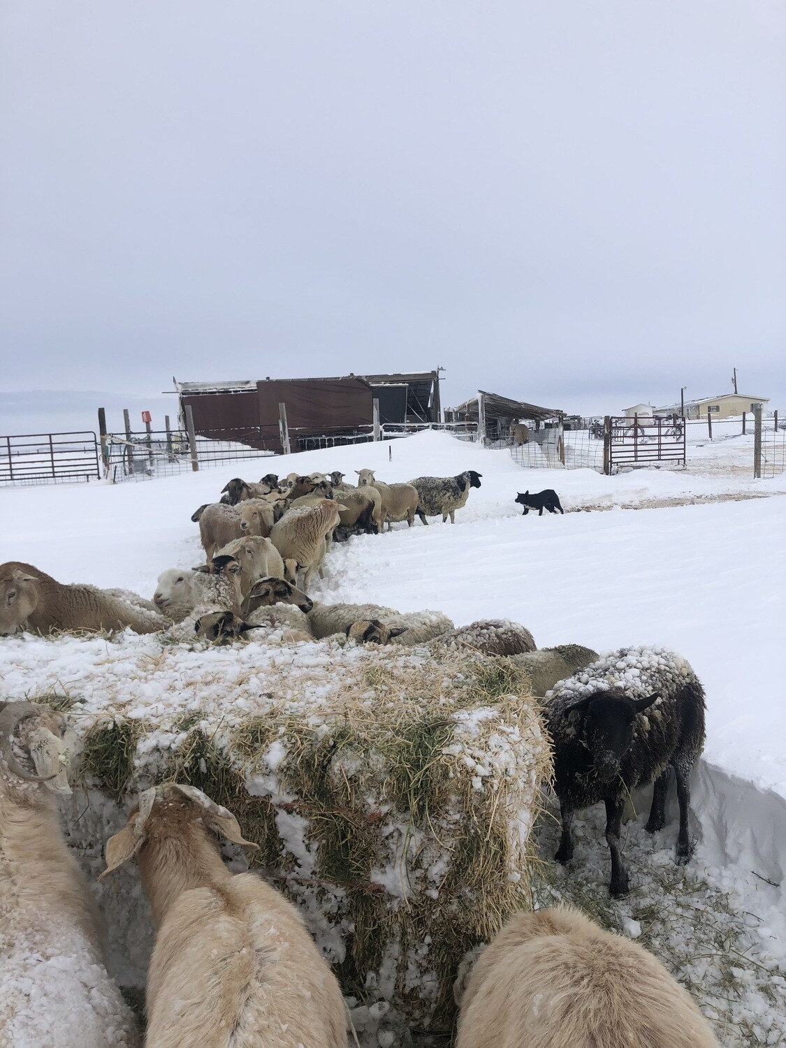 RTN 2024 Winter Forage Fundraiser - Feed a Sheep/Goat/Duck program