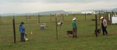 Puppy Herding Pre-school/Stock Dog Obedience Class