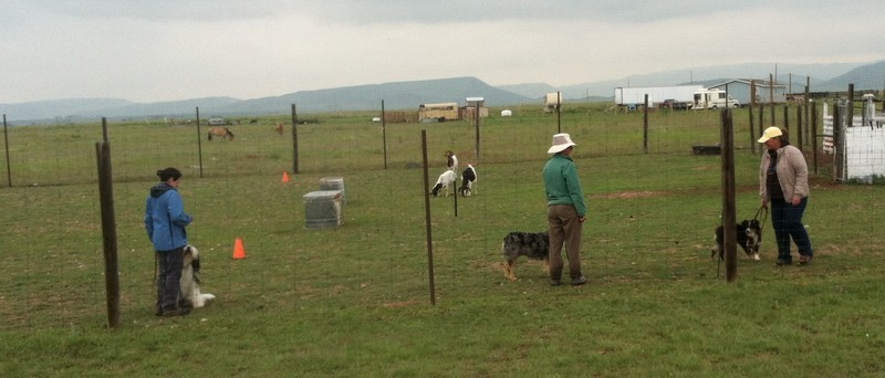 Puppy Herding Pre-school/Stock Dog Obedience Class