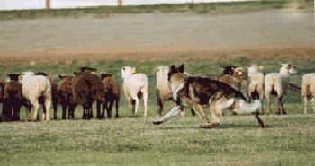 Introduction to Herding Value Pack