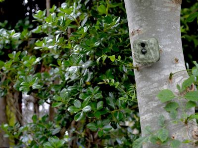 Trail Cam Accessories