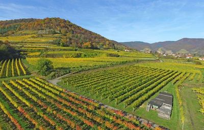 Wachau Sigl Weißwein Bio