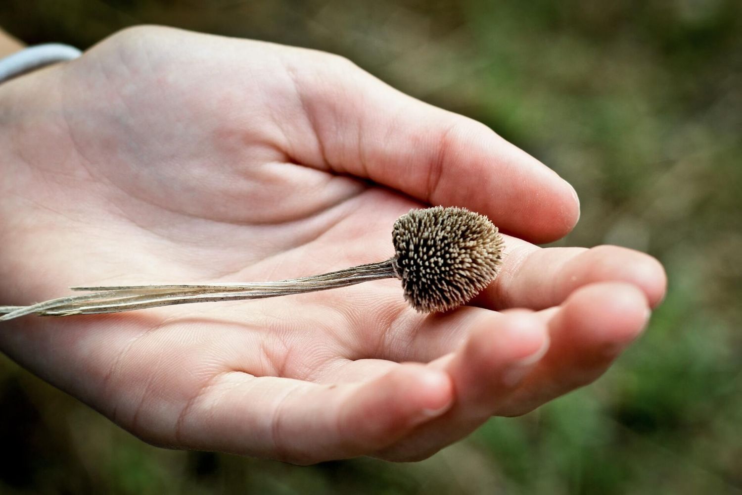 Sense-Drawing with Nature : An online taster experience of being, creativity and connection, Sunday 4 October, 2 - 4 PM Sense-Drawing with Nature : An online taster experience of being, creativity and connection, Sunday 4 October, 2 - 4 PM